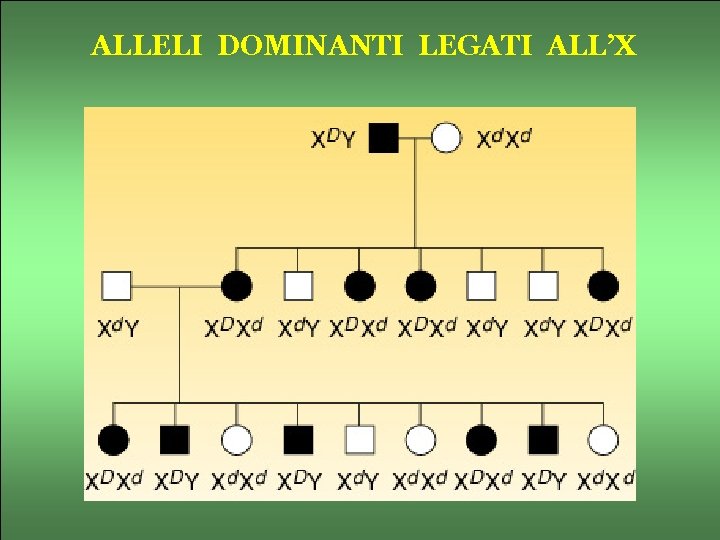 ALLELI DOMINANTI LEGATI ALL’X 