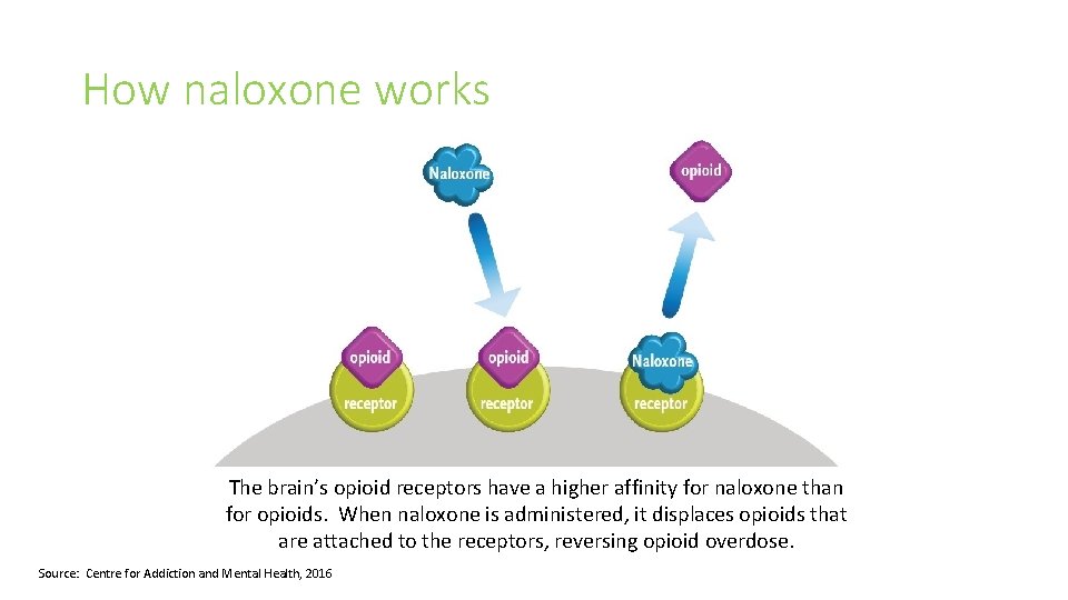 How naloxone works The brain’s opioid receptors have a higher affinity for naloxone than
