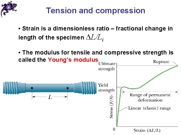 Tension and compression • Strain is a dimensionless ratio – fractional change in length