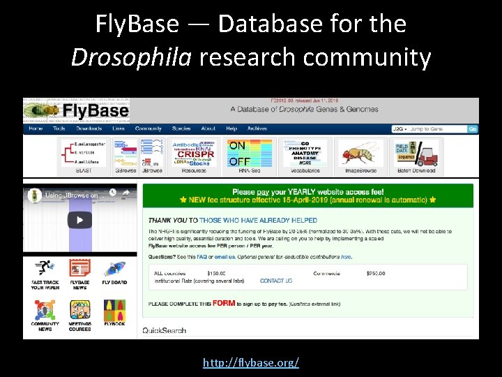 Fly. Base — Database for the Drosophila research community http: //flybase. org/ 