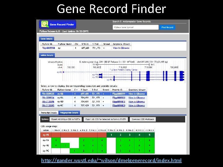 Gene Record Finder http: //gander. wustl. edu/~wilson/dmelgenerecord/index. html 