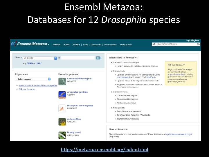 Ensembl Metazoa: Databases for 12 Drosophila species https: //metazoa. ensembl. org/index. html 