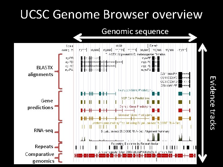 UCSC Genome Browser overview Genomic sequence Gene predictions RNA-seq Repeats Comparative genomics Evidence tracks