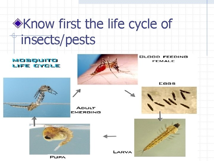 Know first the life cycle of insects/pests 