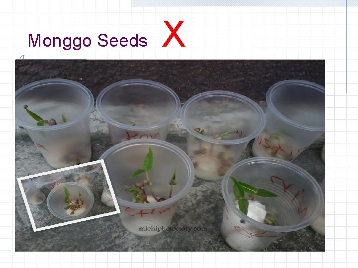Monggo Seeds X 