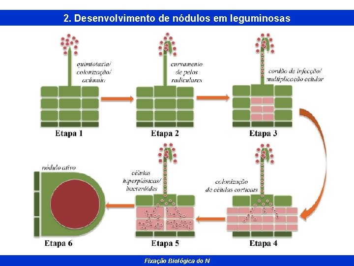 2. Desenvolvimento de nódulos em leguminosas Fixação Biológica do N 