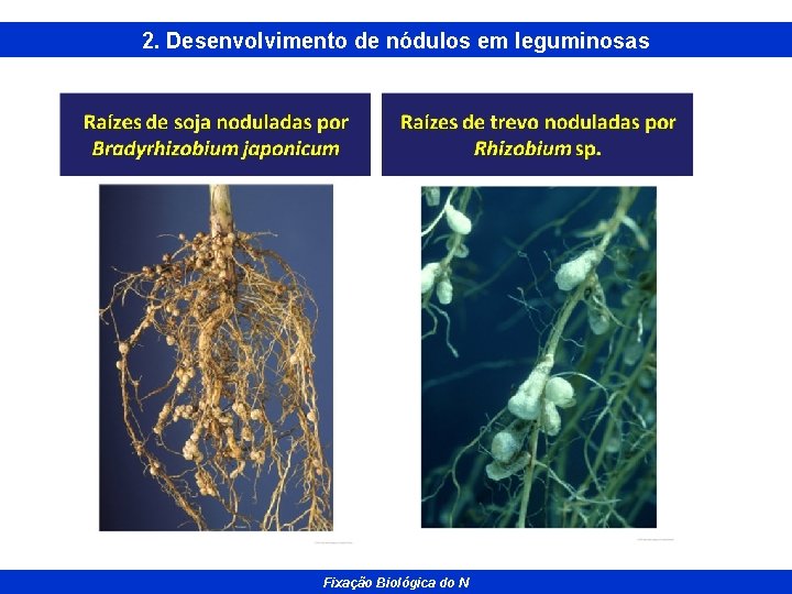 2. Desenvolvimento de nódulos em leguminosas Fixação Biológica do N 