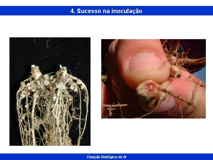 4. Sucesso na inoculação Fixação Biológica do N 