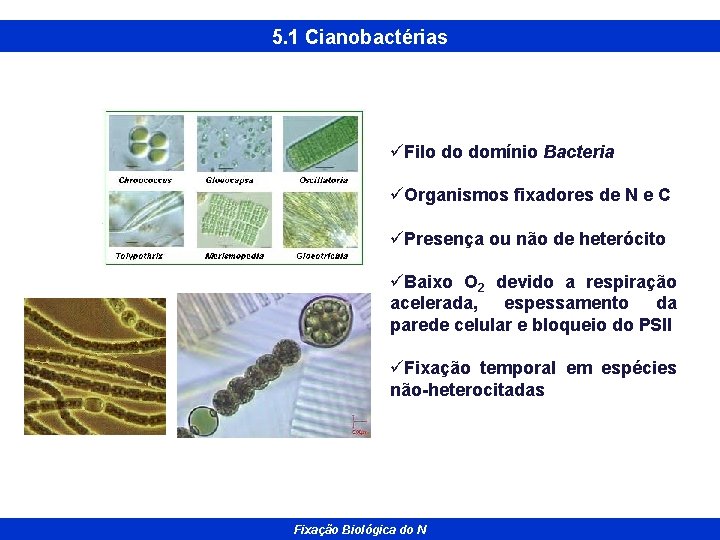 5. 1 Cianobactérias üFilo do domínio Bacteria üOrganismos fixadores de N e C üPresença