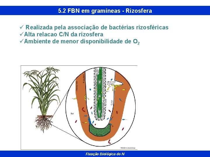 5. 2 FBN em gramíneas - Rizosfera ü Realizada pela associação de bactérias rizosféricas