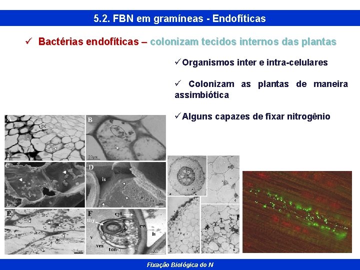 5. 2. FBN em gramíneas - Endofíticas ü Bactérias endofíticas – colonizam tecidos internos