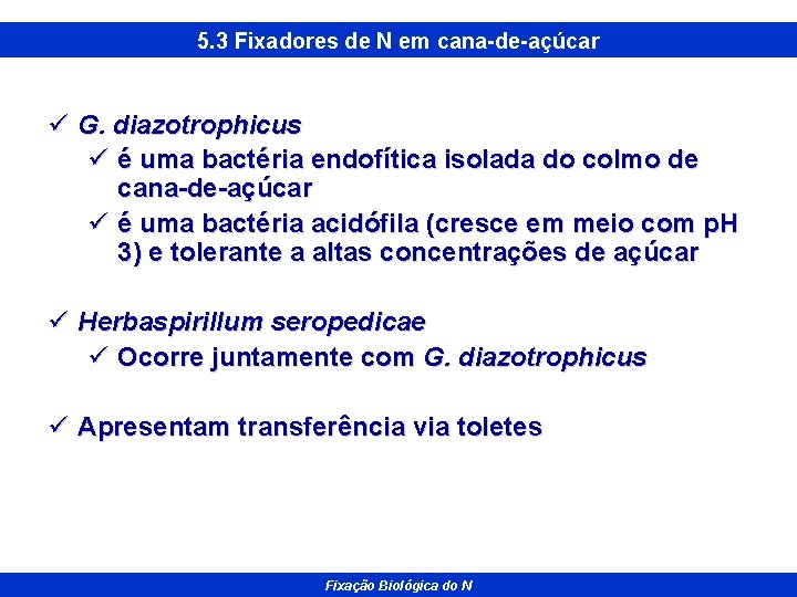 5. 3 Fixadores de N em cana-de-açúcar ü G. diazotrophicus ü é uma bactéria