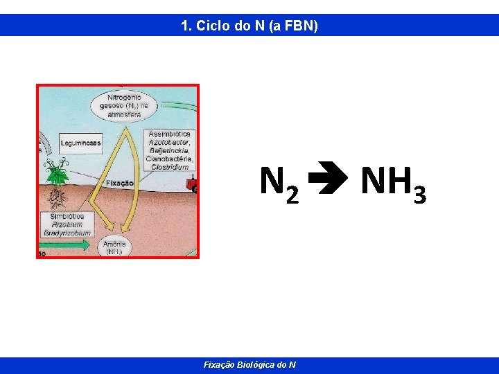 1. Ciclo do N (a FBN) N 2 NH 3 Fixação. Rizosfera Biológica do