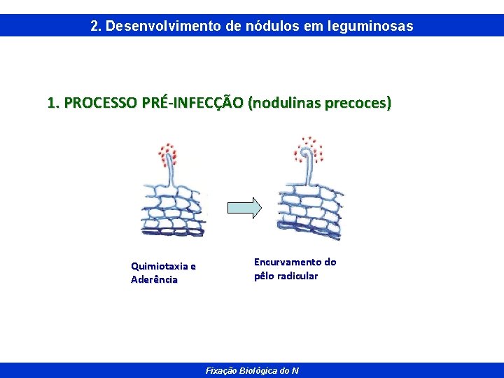 2. Desenvolvimento de nódulos em leguminosas 1. PROCESSO PRÉ-INFECÇÃO (nodulinas precoces) Quimiotaxia e Aderência