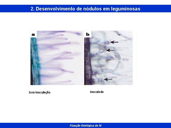 2. Desenvolvimento de nódulos em leguminosas Sem inoculação Inoculada Ecologia Microbiana e Rizosfera Fixação