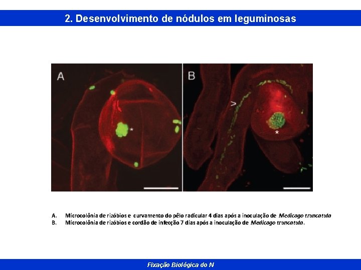 2. Desenvolvimento de nódulos em leguminosas A. B. Microcolônia de rizóbios e curvamento do