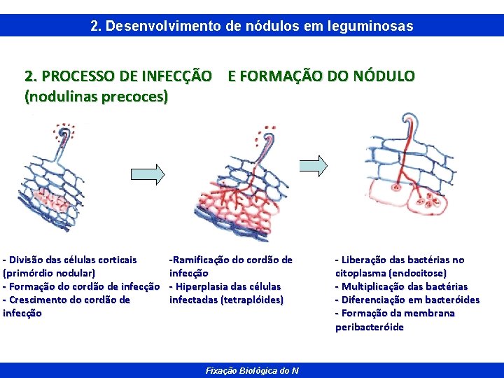 2. Desenvolvimento de nódulos em leguminosas 2. PROCESSO DE INFECÇÃO E FORMAÇÃO DO NÓDULO