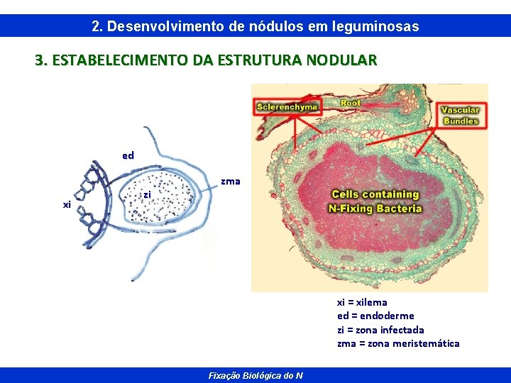 2. Desenvolvimento de nódulos em leguminosas 3. ESTABELECIMENTO DA ESTRUTURA NODULAR ed xi zi