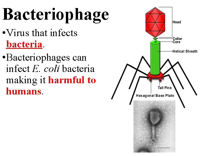 Bacteriophage • Virus that infects bacteria. • Bacteriophages can infect E. coli bacteria making