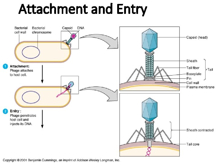 Attachment and Entry 