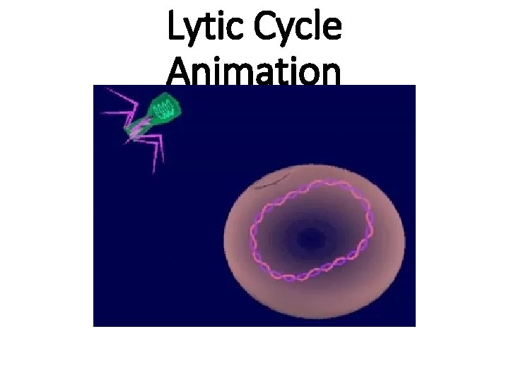 Lytic Cycle Animation 