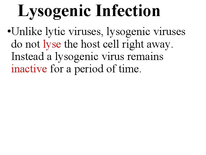 Lysogenic Infection • Unlike lytic viruses, lysogenic viruses do not lyse the host cell