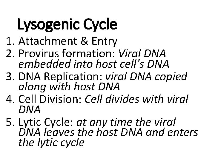 Lysogenic Cycle 1. Attachment & Entry 2. Provirus formation: Viral DNA embedded into host