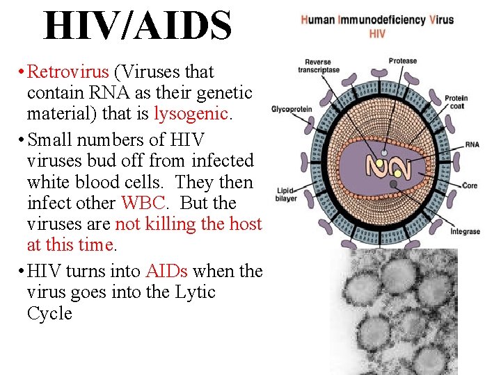 HIV/AIDS • Retrovirus (Viruses that contain RNA as their genetic material) that is lysogenic.