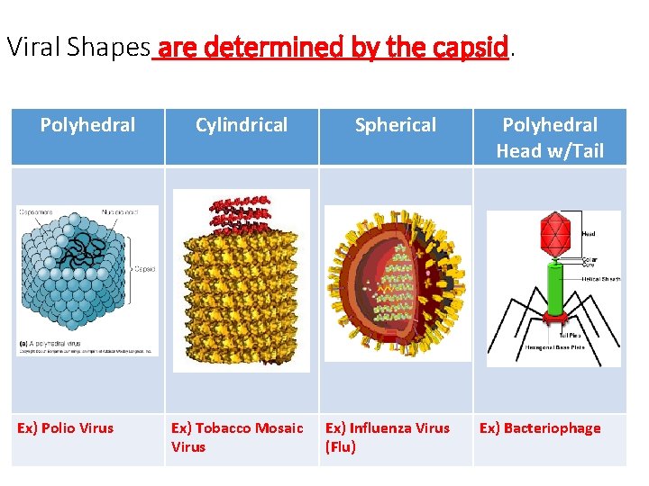 Viral Shapes are determined by the capsid. Polyhedral Ex) Polio Virus Cylindrical Ex) Tobacco