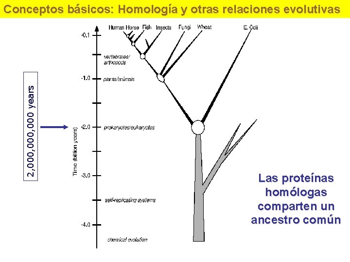 2, 000, 000 years Conceptos básicos: Homología y otras relaciones evolutivas Las proteínas homólogas