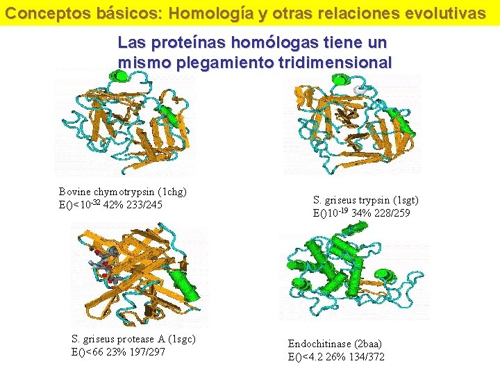 Conceptos básicos: Homología y otras relaciones evolutivas Las proteínas homólogas tiene un mismo plegamiento