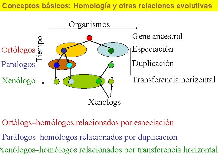 Conceptos básicos: Homología y otras relaciones evolutivas Organismos Tiempo Gene ancestral Ortólogos Especiación Parálogos