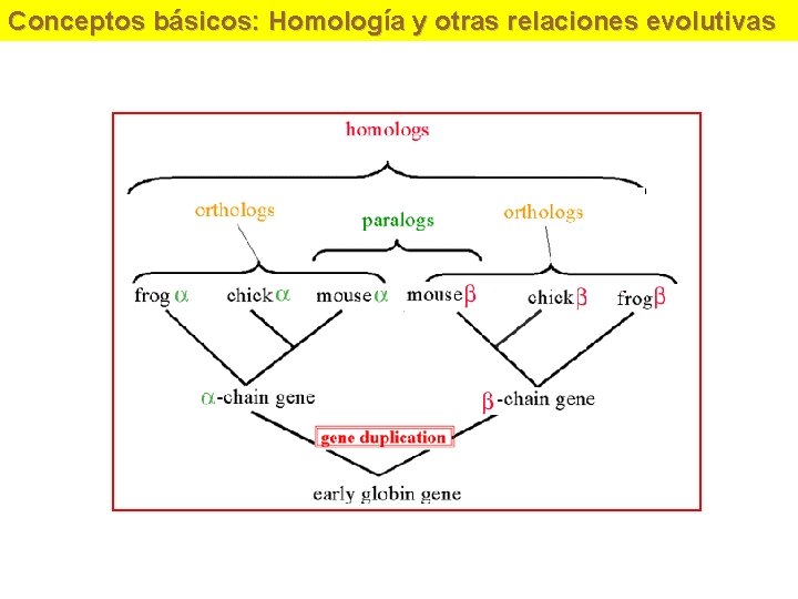 Conceptos básicos: Homología y otras relaciones evolutivas 