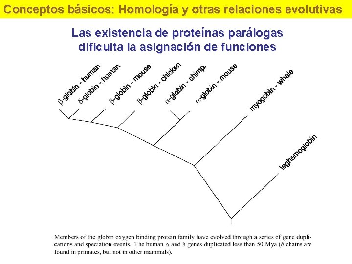 Conceptos básicos: Homología y otras relaciones evolutivas Las existencia de proteínas parálogas dificulta la