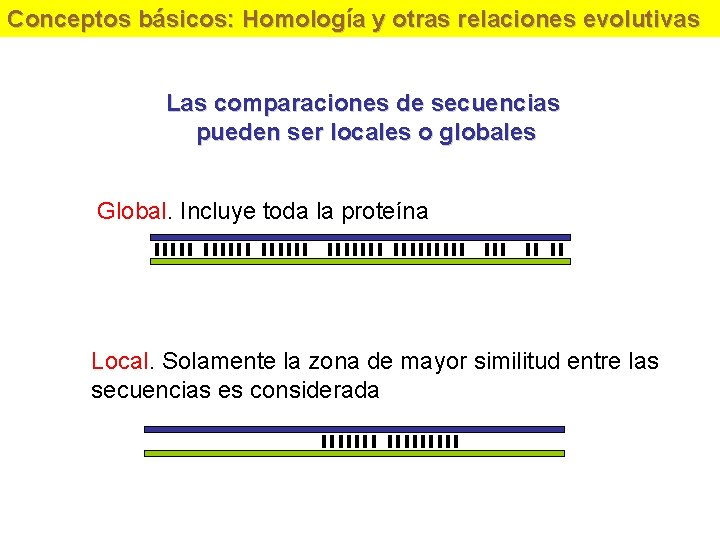 Conceptos básicos: Homología y otras relaciones evolutivas Las comparaciones de secuencias pueden ser locales