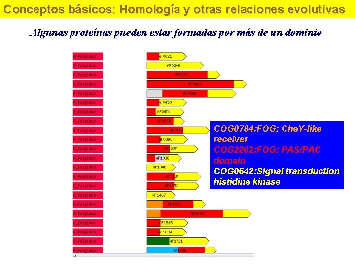 Conceptos básicos: Homología y otras relaciones evolutivas Algunas proteínas pueden estar formadas por más