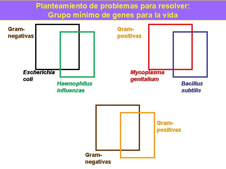 Planteamiento de problemas para resolver: Grupo mínimo de genes para la vida Gramnegativas Escherichia