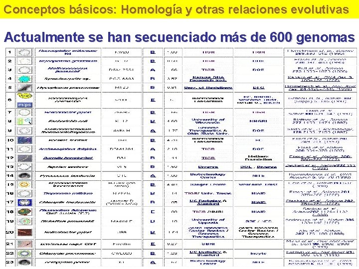 Conceptos básicos: Homología y otras relaciones evolutivas Actualmente se han secuenciado más de 600