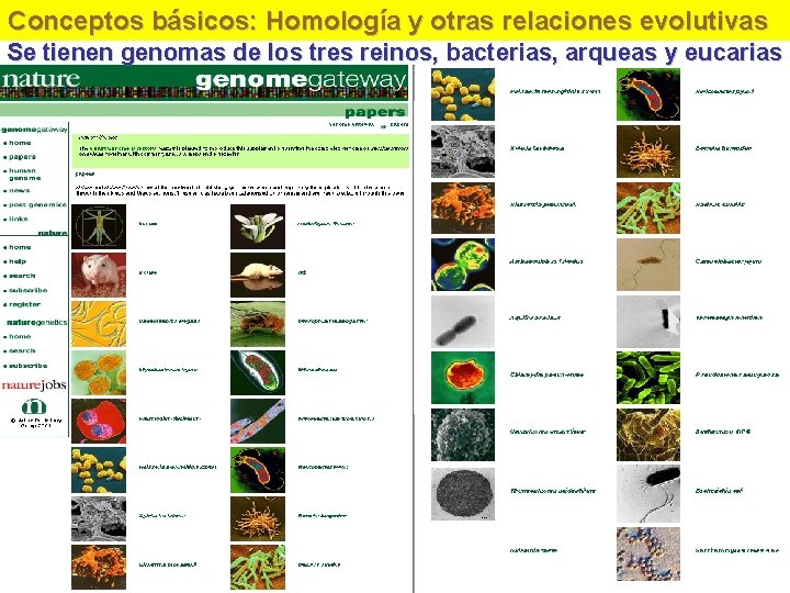 Conceptos básicos: Homología y otras relaciones evolutivas Se tienen genomas de los tres reinos,