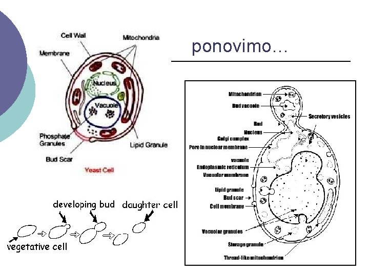 ponovimo… 