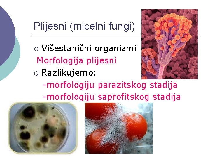 Plijesni (micelni fungi) Višestanični organizmi Morfologija plijesni ¡ Razlikujemo: -morfologiju parazitskog stadija -morfologiju saprofitskog