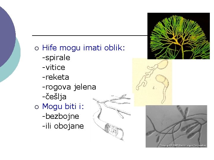 ¡ ¡ Hife mogu imati oblik: -spirale -vitice -reketa -rogova jelena -češlja Mogu biti