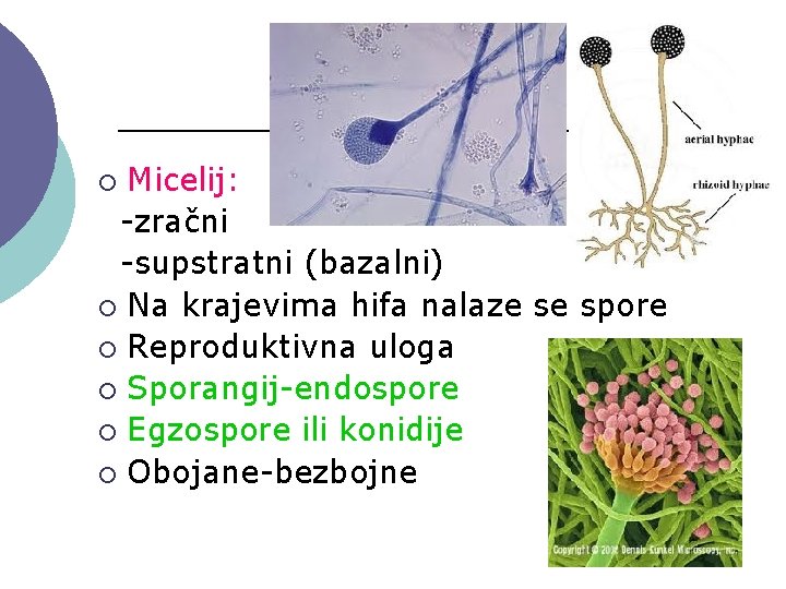 Micelij: -zračni -supstratni (bazalni) ¡ Na krajevima hifa nalaze se spore ¡ Reproduktivna uloga