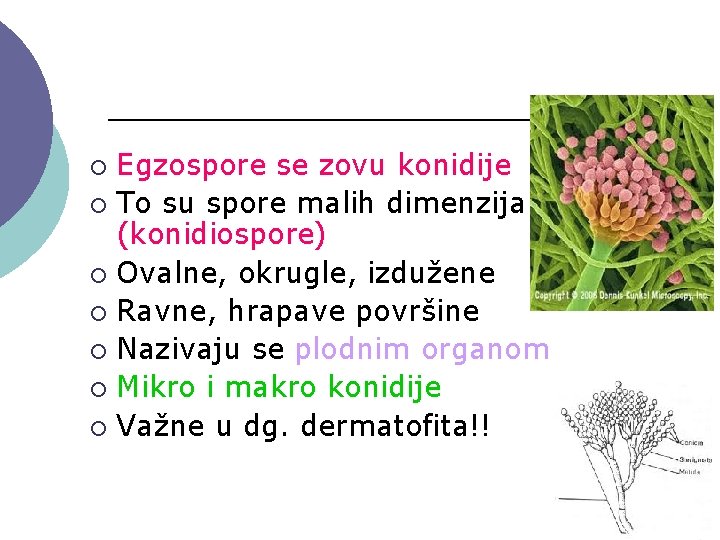 Egzospore se zovu konidije ¡ To su spore malih dimenzija (konidiospore) ¡ Ovalne, okrugle,