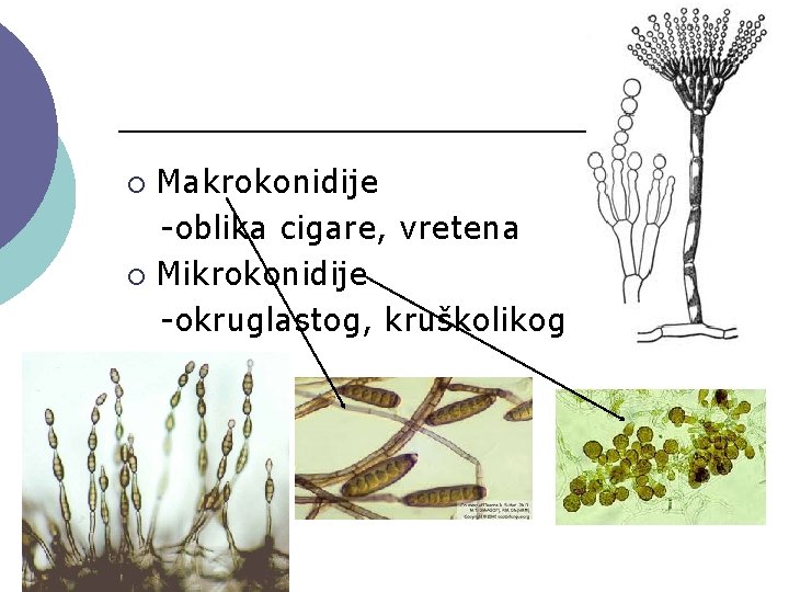 Makrokonidije -oblika cigare, vretena ¡ Mikrokonidije -okruglastog, kruškolikog ¡ 