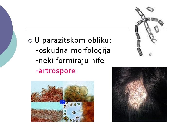 ¡ U parazitskom obliku: -oskudna morfologija -neki formiraju hife -artrospore 