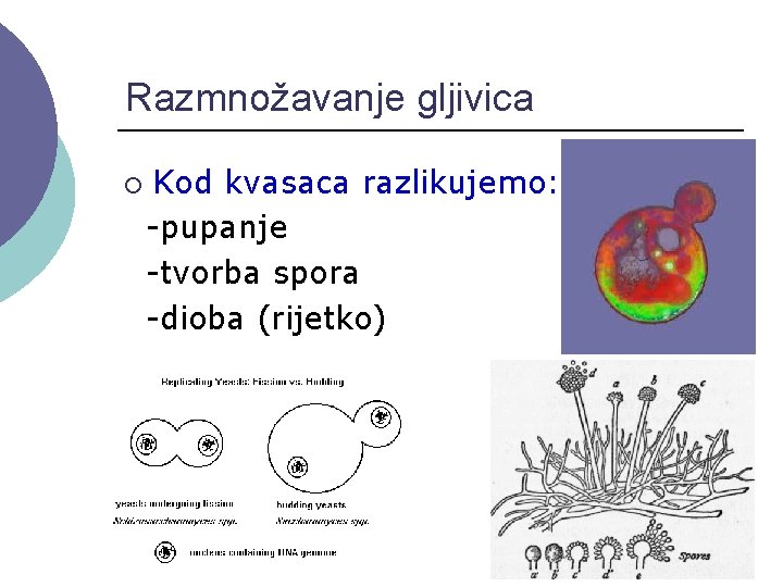 Razmnožavanje gljivica ¡ Kod kvasaca razlikujemo: -pupanje -tvorba spora -dioba (rijetko) 