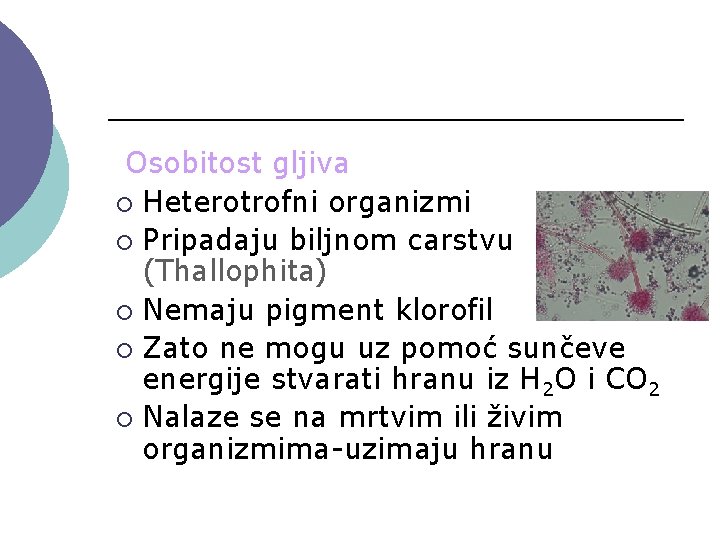 Osobitost gljiva ¡ Heterotrofni organizmi ¡ Pripadaju biljnom carstvu (Thallophita) ¡ Nemaju pigment klorofil