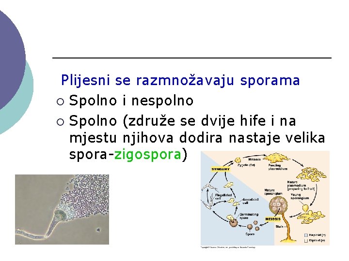 Plijesni se razmnožavaju sporama ¡ Spolno i nespolno ¡ Spolno (združe se dvije hife