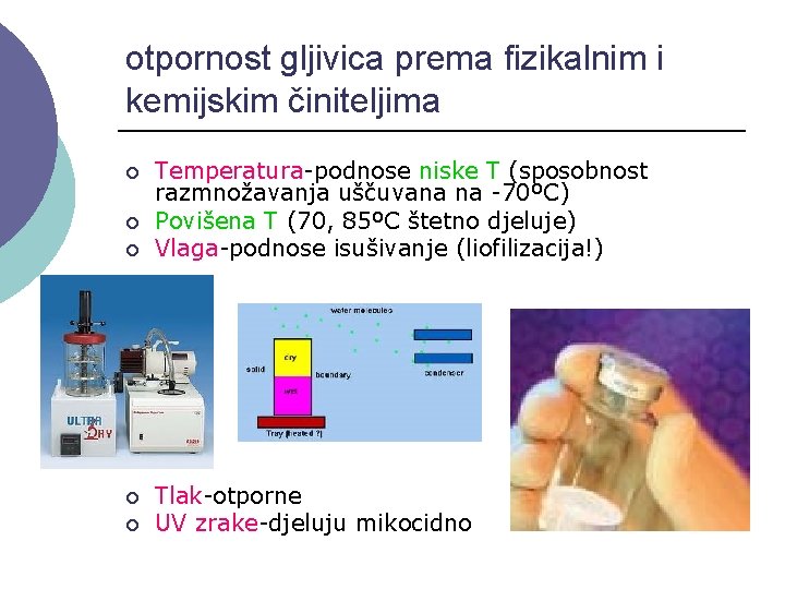 otpornost gljivica prema fizikalnim i kemijskim činiteljima ¡ ¡ ¡ Temperatura-podnose niske T (sposobnost